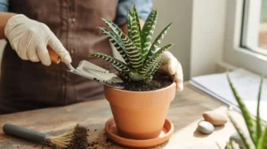 zebra plant
